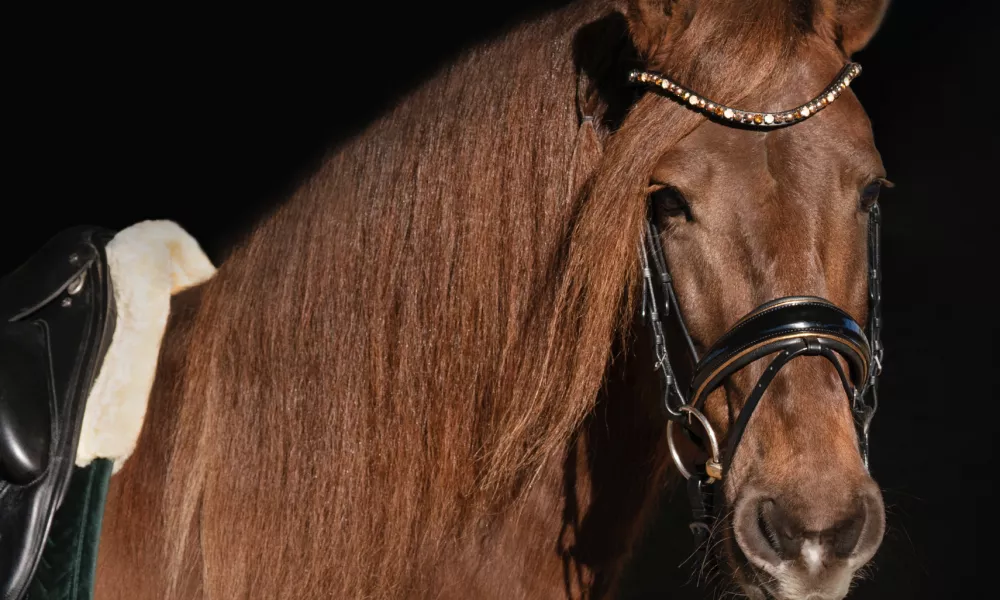 Portrait of a liver chestnut horse with a long mane and delicate face, wearing gold and black patent leather dressage bridle, saddle, and green velvet saddle pad.