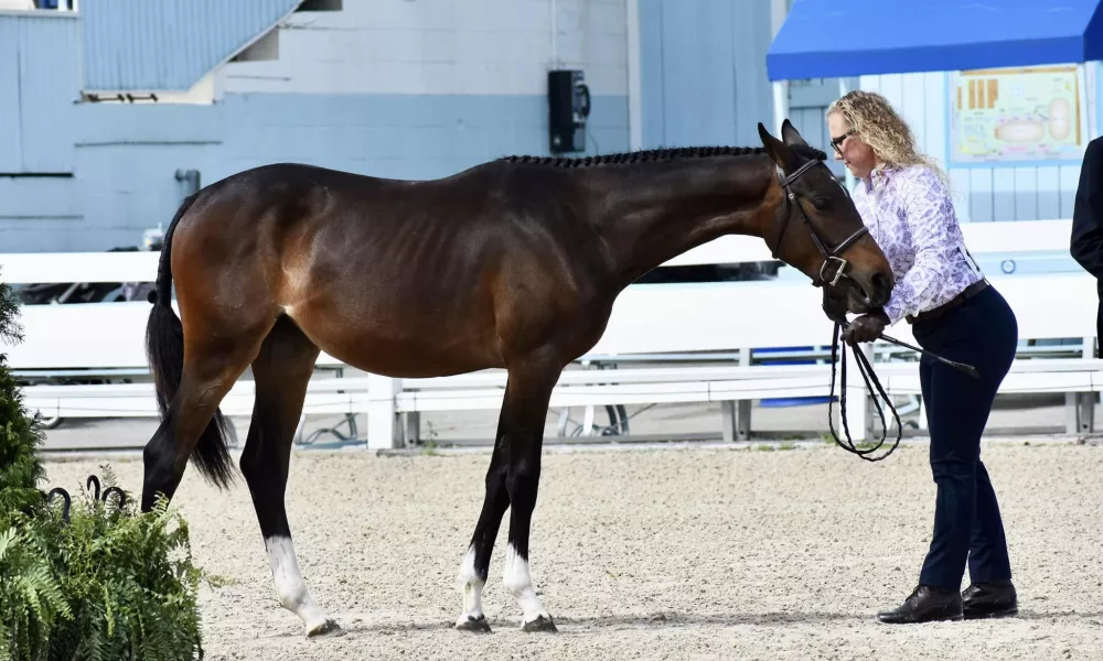 Wendy showing at the Devon Horse Show 2024