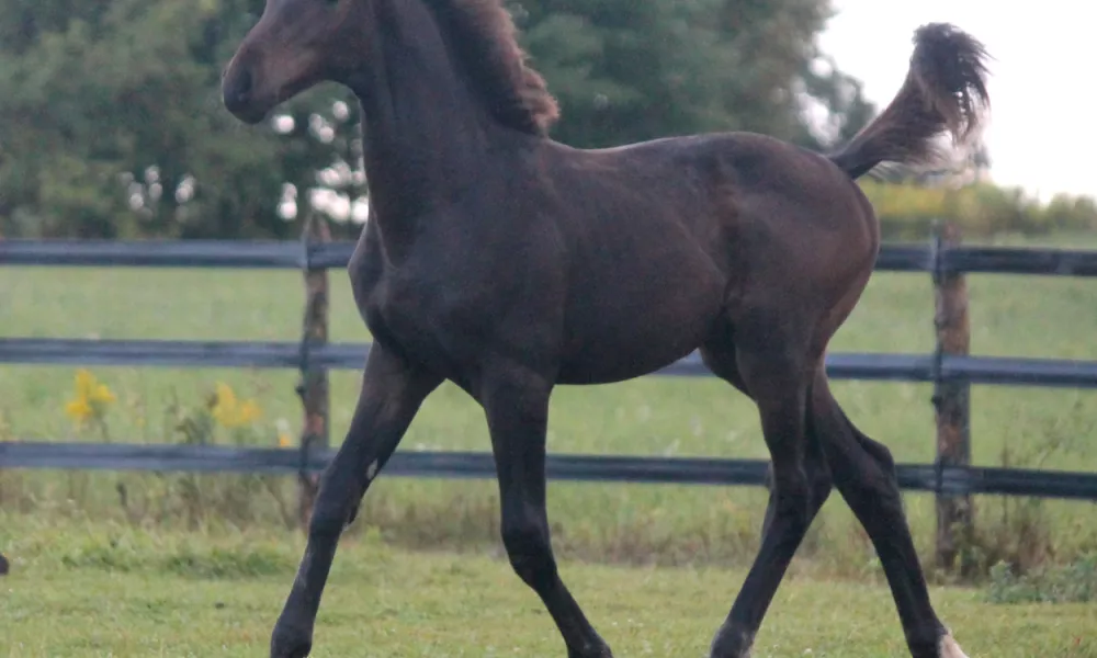 Trot at 4 months old