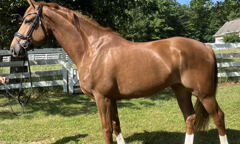 5 yr old, oldenburg gelding 16.2 