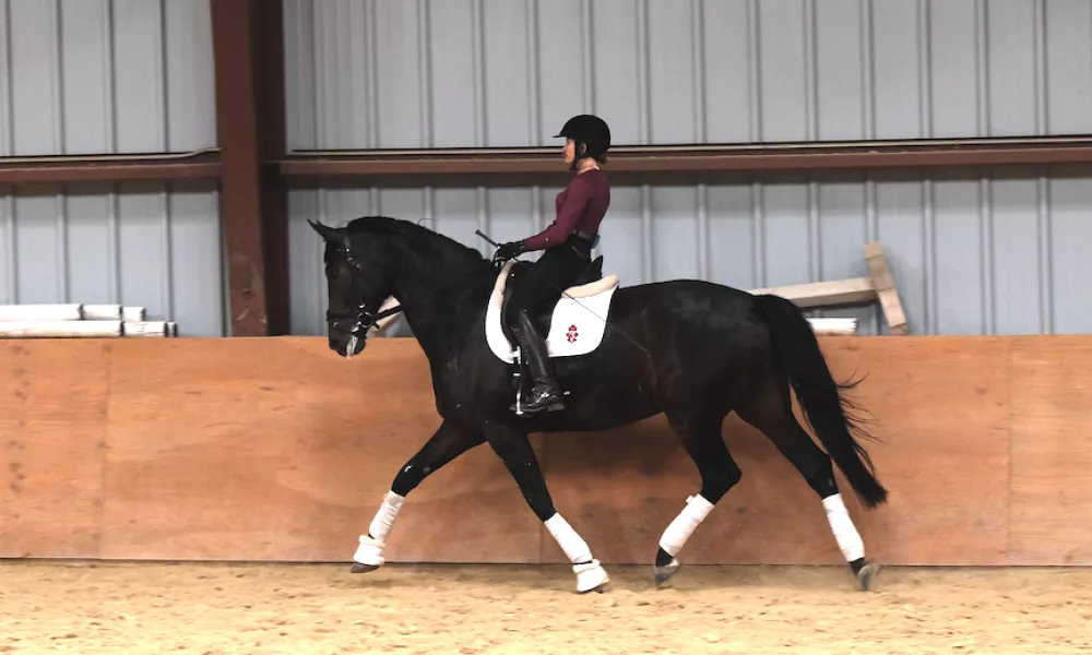 3rd level dressage mare for sale