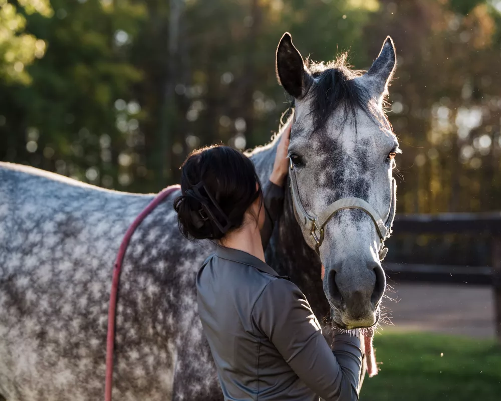Stunning gelding