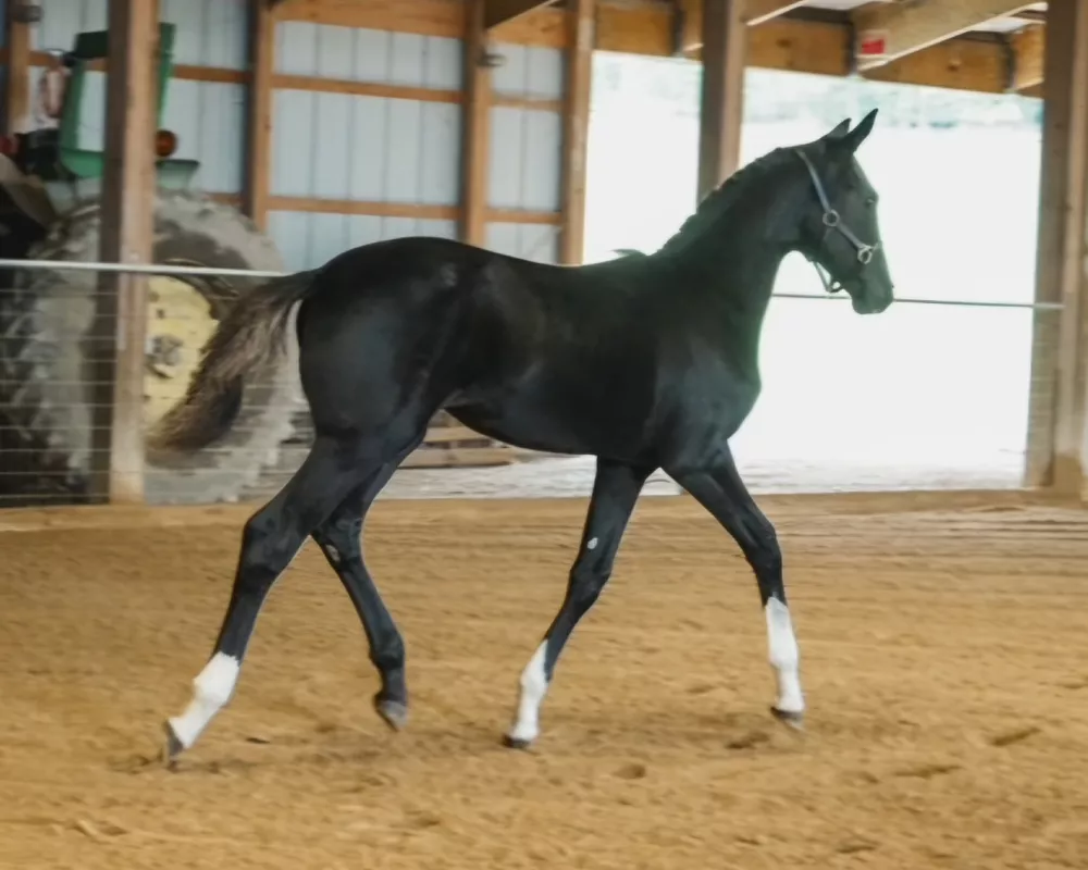 Showing her pose at inspection 
