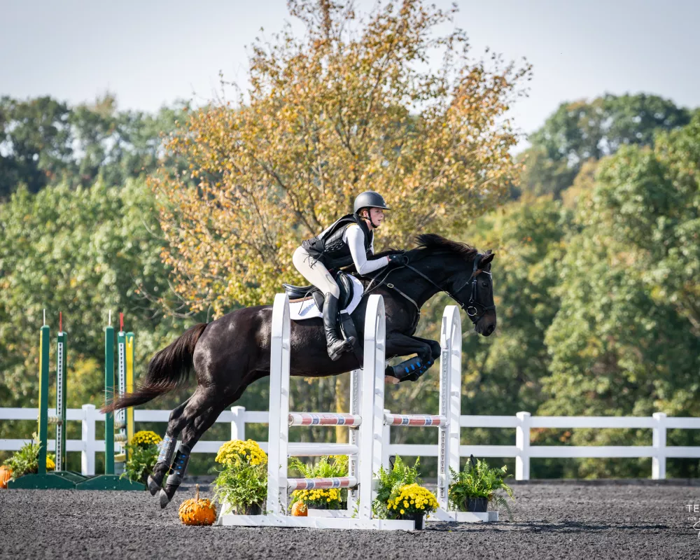 showjump at Novice Area 2 Championships 