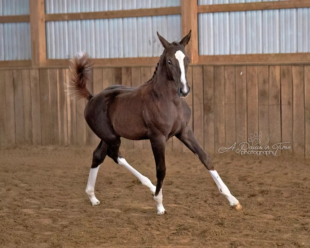 Filly