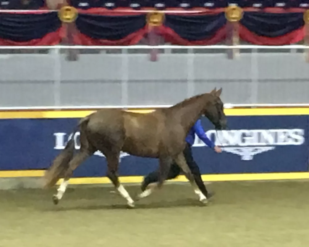 At The Royal Winter Fair