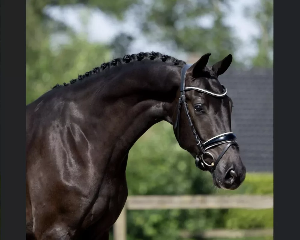 Imported 2020 Dutch Warmblood by Kjento