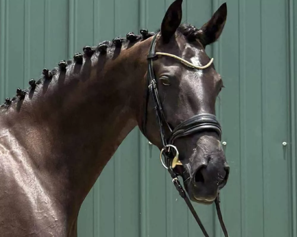 Stunning 2020 KWPN mare 