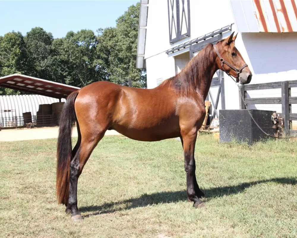 Starfires Perseus registered IGGHR gelding