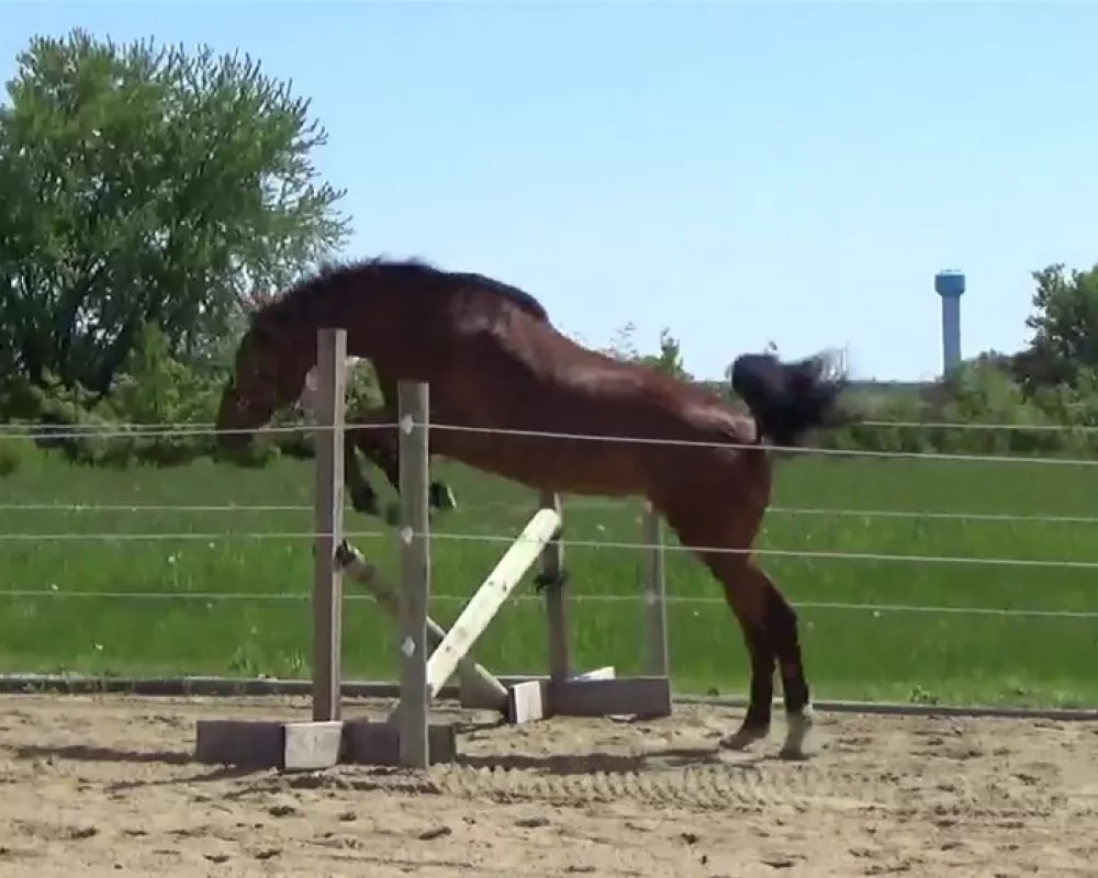 Korah free jumping