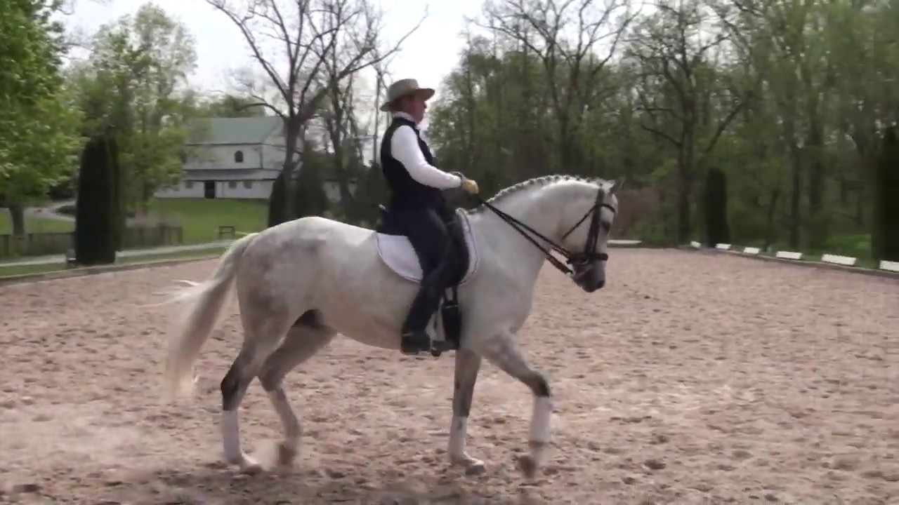 Andalusian | Warmblood Sales