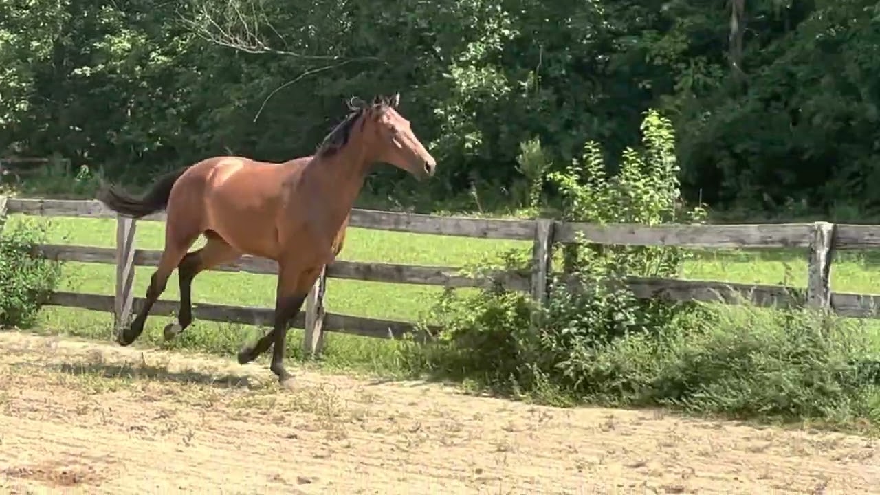 Dutch Warmblood | Warmblood Sales